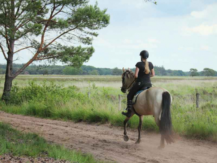 Paard mee op vakantie Drenthe