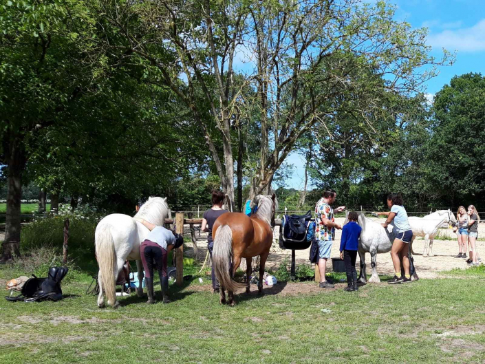 Vakantiehuis met paardenstalling Drenthe