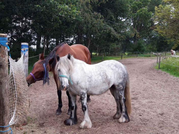 Vakantiewoning met paardenstalling Drenthe