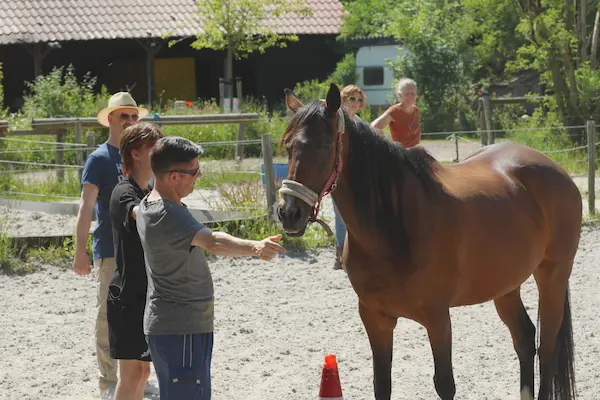 Teambuilding met paarden Drenthe